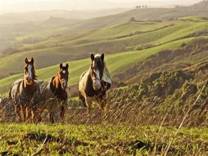Paardrijden en Toscane