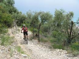 mountain bike sulle strade bianche tra gli ulivi in Toscana